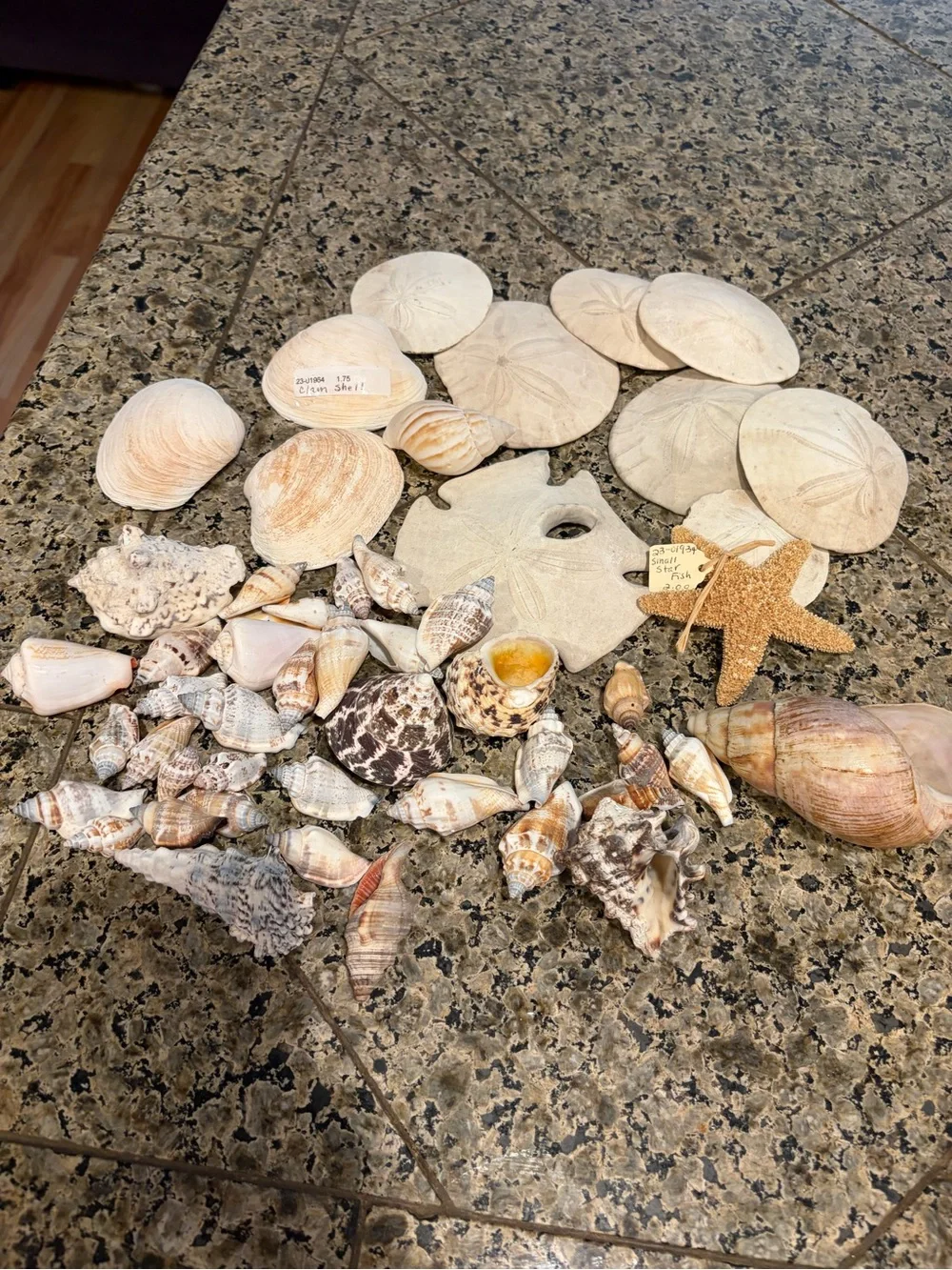 Natural Sea Shell Lot Starfish Sand Dollars Clam Shells Conch Shells